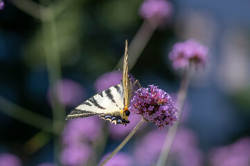 Verbena bonariensis vervain purpletop flowering plant with white black butterfly scarce swallowtail Iphiclides podalirius