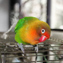 A fisheri's lovebird a cute colorful small parrot
