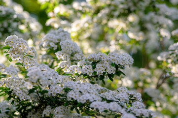 Spiraea vanhouttei meadowsweet ornamental shrub in bloom, group of bright white flowering flowers on branches