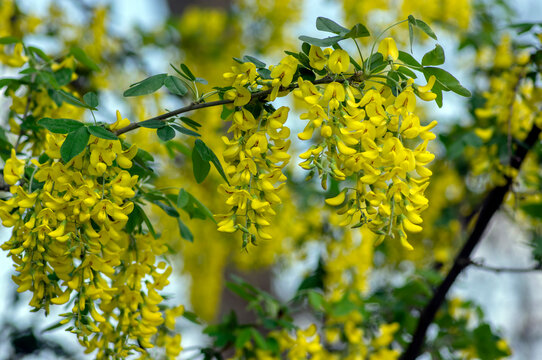 Laburnum anagyroides ornamental yellow shrub branches in bloom against blue sky, flowering small tree