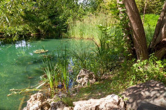 Aménagement d'une zone humide dans un jardin - étang avec des nénuphars, lis d'eau, roseaux et plantes vertes entouré de bois