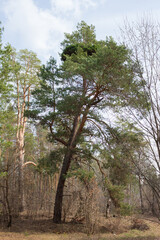 Witches' broom on Pinus sylvestris.