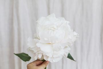 Hand holding stylish white peony on pastel beige fabric background. Beautiful floral aesthetic