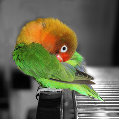 A fisheri's lovebird a cute colorful small parrot