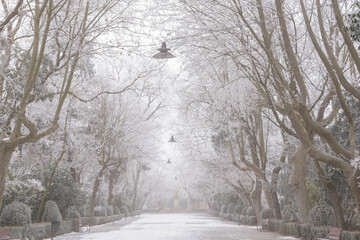 Garden in Medina de Rioseco in winter with a strong frost. Valladolid, Castile and Leon, Spain