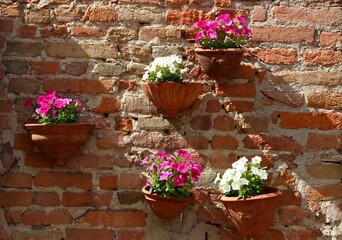 Fototapeta na wymiar Italy, Tuscany: Flower pots hanging on the wall.