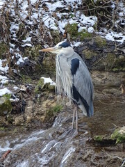 a heron in the river