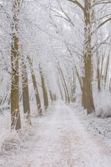 Frozen trees in the snow. Image with low contrast