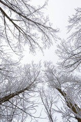 Frozen trees in the snow. Image with low contrast
