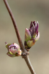 Sambucus racemosa, of the family Adoxaceae.