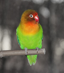 A fisheri's lovebird a cute colorful small parrot