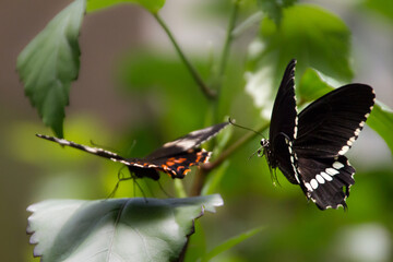 Two colorful butterflies as if making love. One sitting on the leave, another flying to the first one.