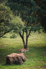 Tigres bajo el árbol vertical