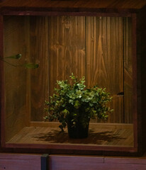 Fototapeta na wymiar A green flower in a pot stands in a wooden frame. Taken in a low key