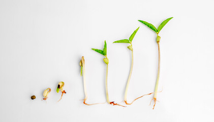 Organic microgreen growings