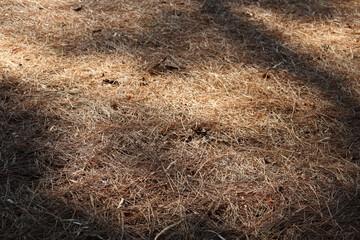 morning light and shadow over pine needles on the ground