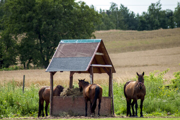 A few brown horses eating hay from the pasture in an intensely green meadow and enjoying the delicious fresh grass. In the background there are trees and the blue sky covered with white clouds.