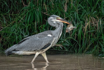 Reiher mit gefangenem Fisch