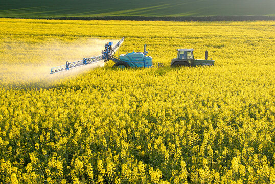 Traitement phytosanitaire contre le charancon du colza, pulv&eacute;risation insecticide sur colza en fleur
