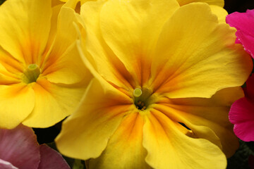 Beautiful primula (primrose) plant with yellow flowers, above view. Spring blossom
