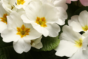 Beautiful primula (primrose) plant with white flowers, closeup. Spring blossom