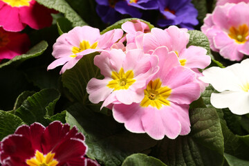 Beautiful primula (primrose) plants with colorful flowers as background, closeup. Spring blossom