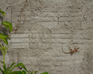 Small lizard on a brick wall and thick plaster. Small reptilian animal that walks on the walls.