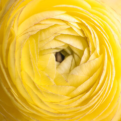Beautiful fresh ranunculus flower on white background, closeup