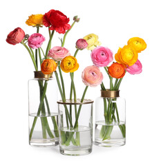 Obraz premium Beautiful ranunculus flowers in glass vases isolated on white