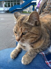 cat on the street