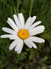 Fototapeta premium daisy flower