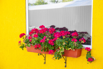 Fototapeta premium bright crimson geranium in a hanging box under the window against a yellow wall