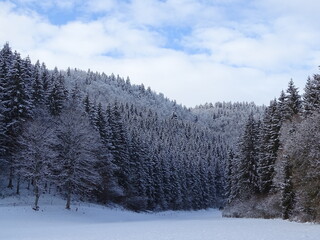 winter and snow in the forest