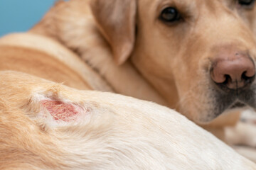 Eczema on the skin of a dog. Allergic reaction of an animal.