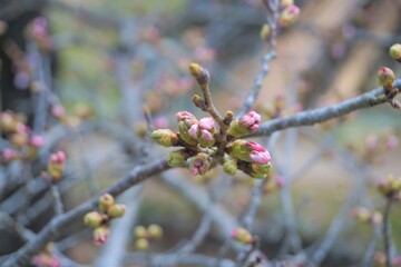 桜の蕾