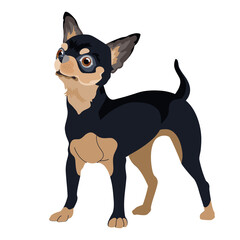 Dog breed Chihuahua. Pet portrait. Vector flat style.