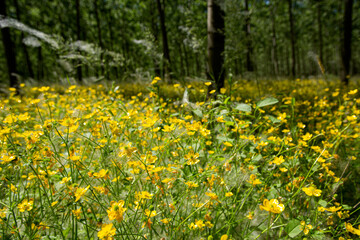 Field of yellow blooming buttercups in sunlight at the edge of a dark forest