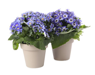 Beautiful purple cineraria plants in flower pots on white background