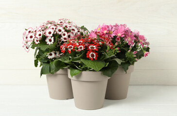 Obraz na płótnie Canvas Different cineraria plants in flower pots on white table