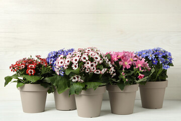 Different cineraria plants in flower pots on white table
