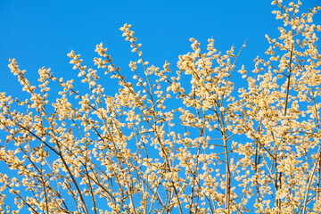 Yellow fluffy flowers Willow branches on blue sky