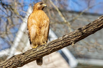 red tailed hawk