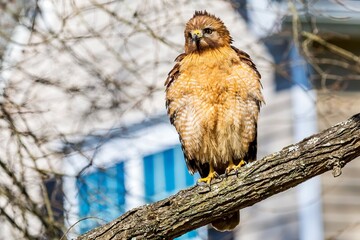 red tailed hawk