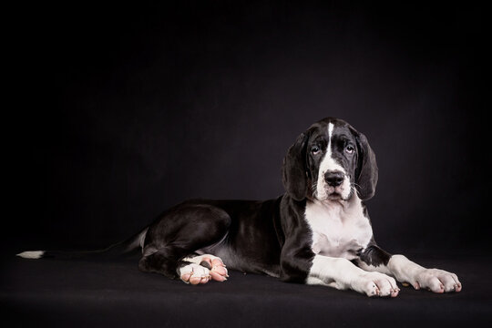 Portrait of a great dane puppy on black background
