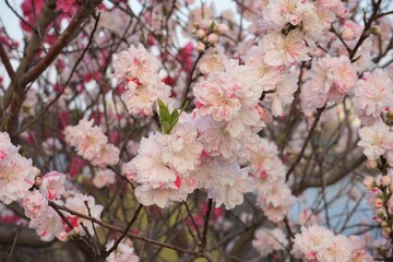 Spring flowering of peach tree on blue sky background. Delicate pink flowers on a branch in the garden. Closeup view - ピンク 桃の花 日本