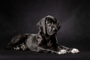 Portrait of a great dane puppy on black background - obrazy, fototapety, plakaty