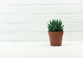 An isolated pot of aloe flower made of concrete stands on the table in a modern kitchen