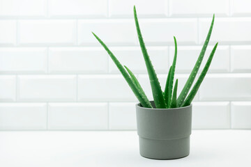An isolated pot of aloe flower made of concrete stands on the table in a modern kitchen