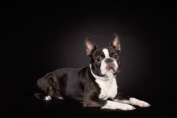 Portrait of the black and white french bulldog puppy on black background