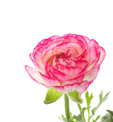 Beautiful pink ranunculus flower on white background